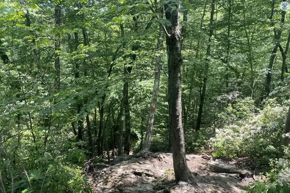 A steep downhill section on the trail descending into a hemlock grove.