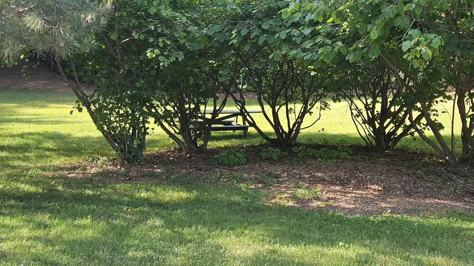The accessible picnic table, seen behind trees.