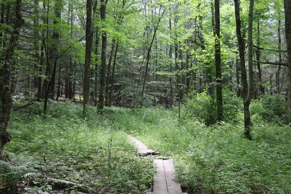 Bog Planks traverse over New Marlboro Preserve trail.