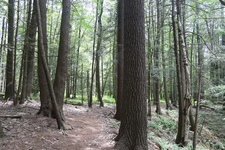 A section of the New Marlboro Preserve trail.