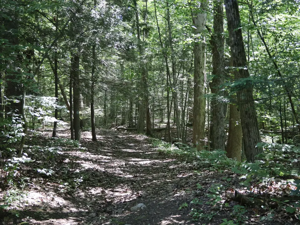 Access to the nearby Eagle Ledge trail from the October Mountain Campground.