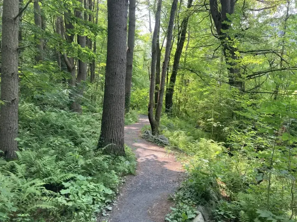 The accessible Parsons Marsh trail.