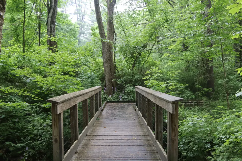 An accessible bridge crosses a stream on the Parsons Marsh trail.