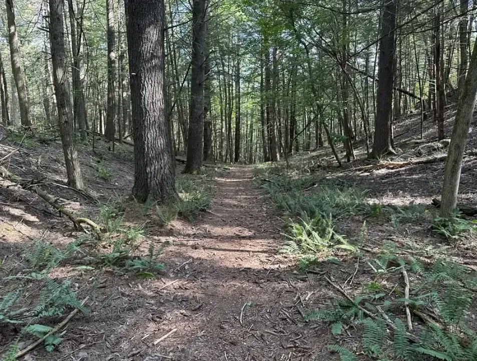 The Drury trail traverses a forest on the preserve.