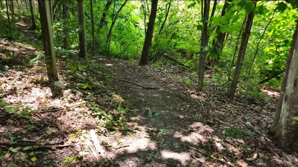 The trail