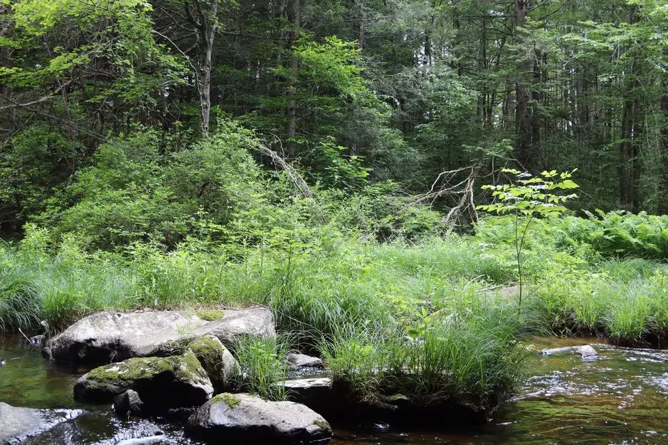 Vegetation blooms alongside Clam River.