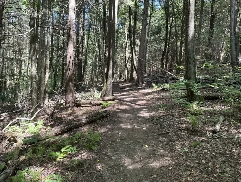 Steven's glen trail meandering a pine forest.