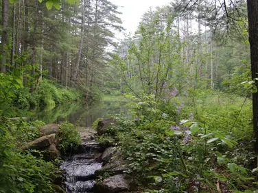 Parsons Marsh, Lenox, MA