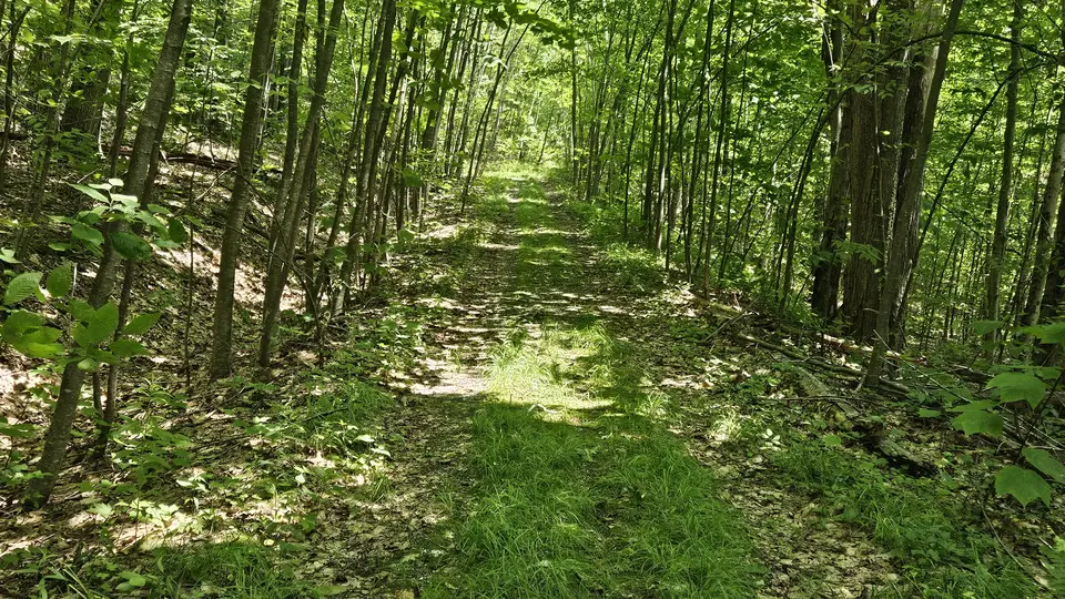 The trail, covered in grass and stones