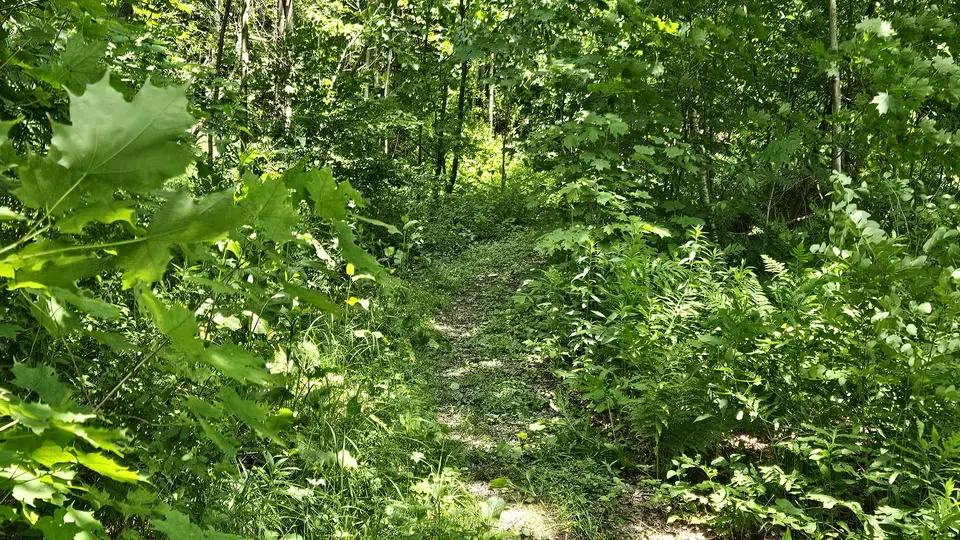 A narrower section of the trail