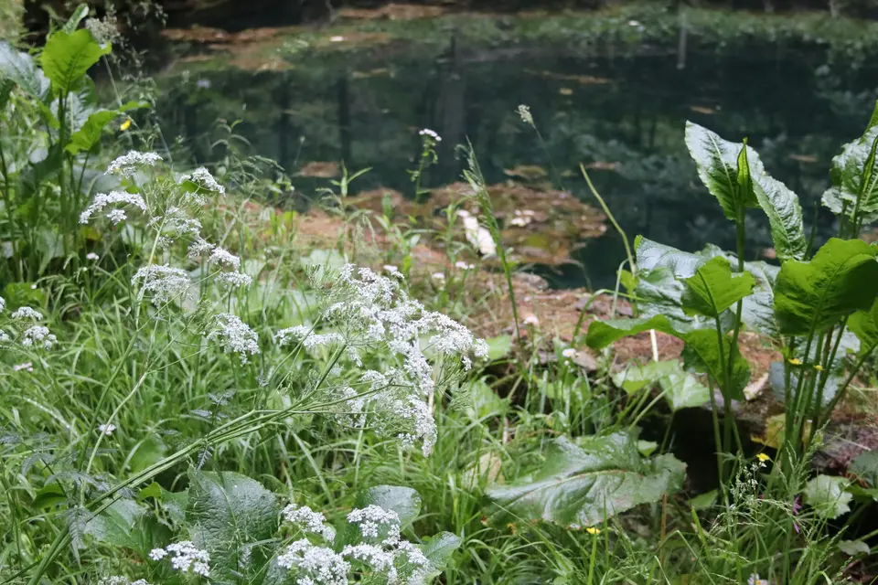 Vegetation blooms alongside a natural cold spring close the the trailhead.