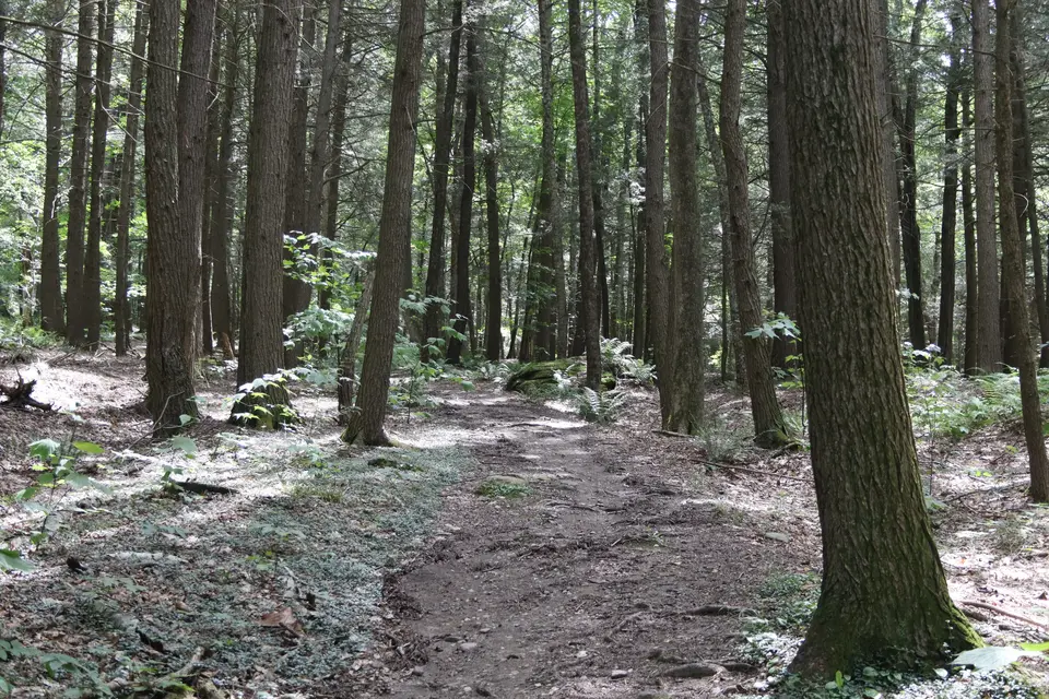 A dirt trail leads up to the Titus Mansion Ruins.