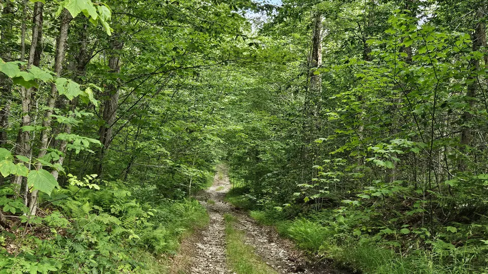 The narrow dirt road, going through the woods, leading to the trail.