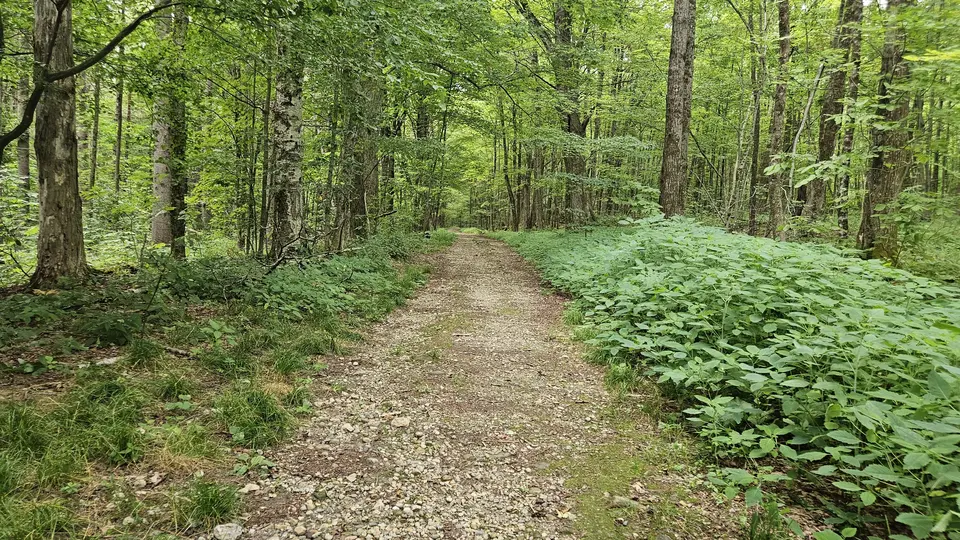 The 5 foot wide trail, covered with gravel and small sticks.