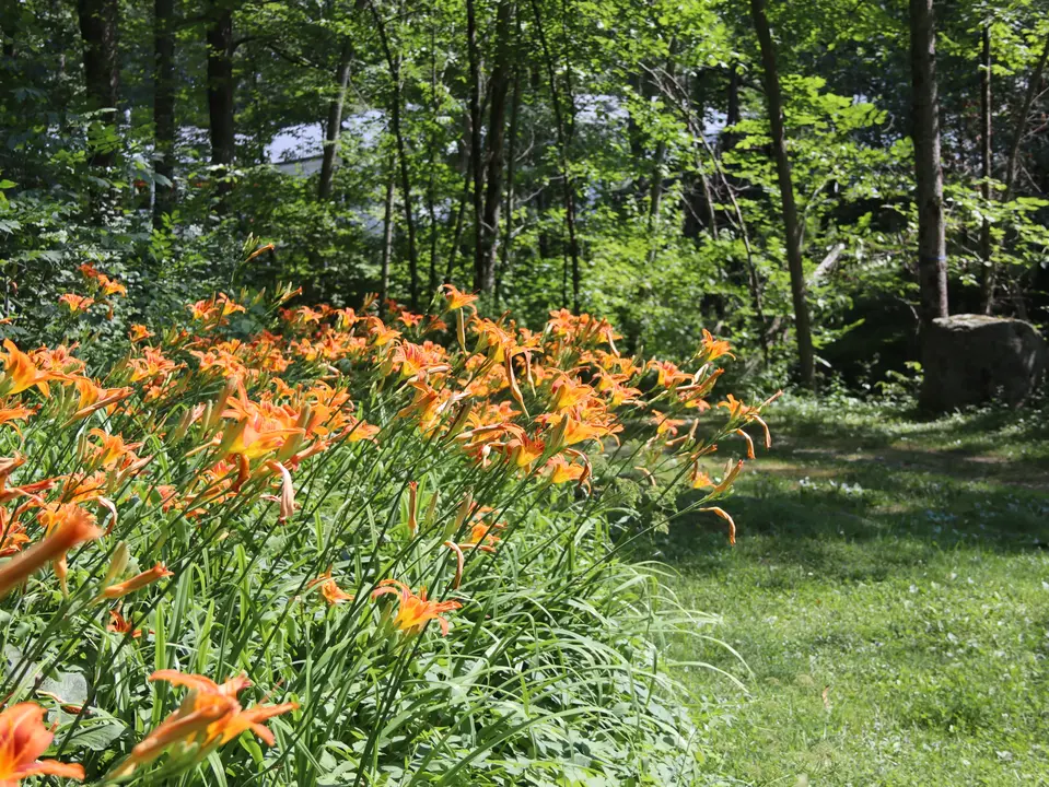 Orange Daylilies bloom in Bidwell Park.