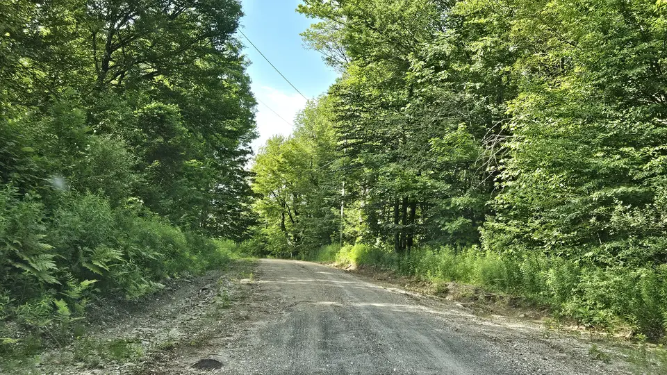 The dirt road that leads to the pond, surrounded by trees.