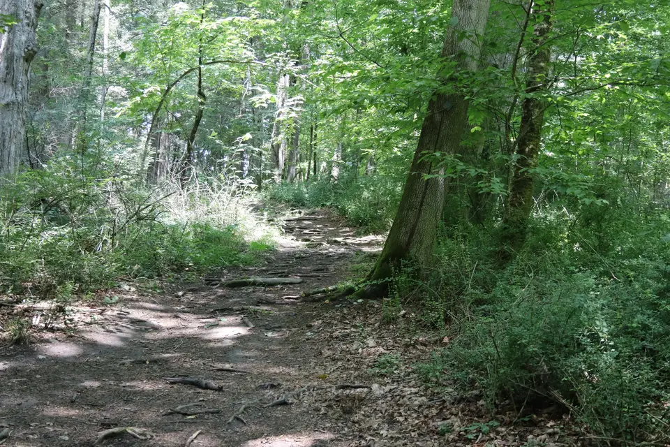Rooted section of the Bullard Woods trail.