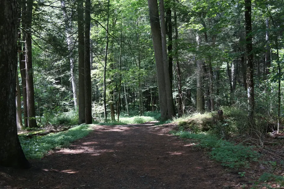 Flat, section of a dirt trail in Bullard Woods.