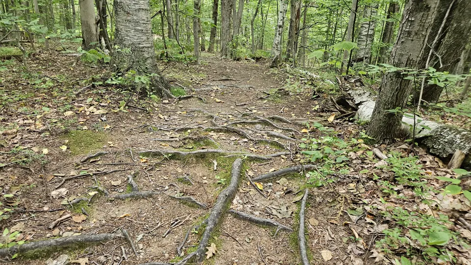 The rooty section of the trail.