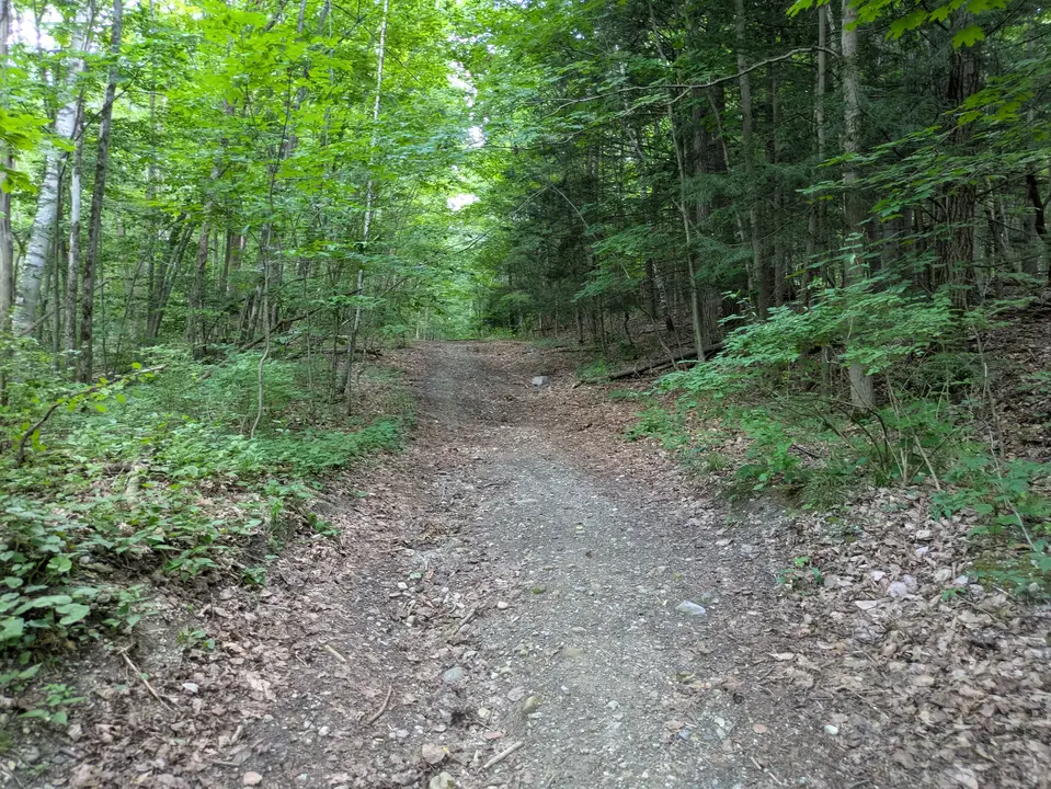 Cadwell Woods Conservation Area in Pittsfield, MA | Berkshires Outside
