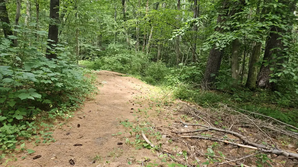 The uneven trails, covered in debris.