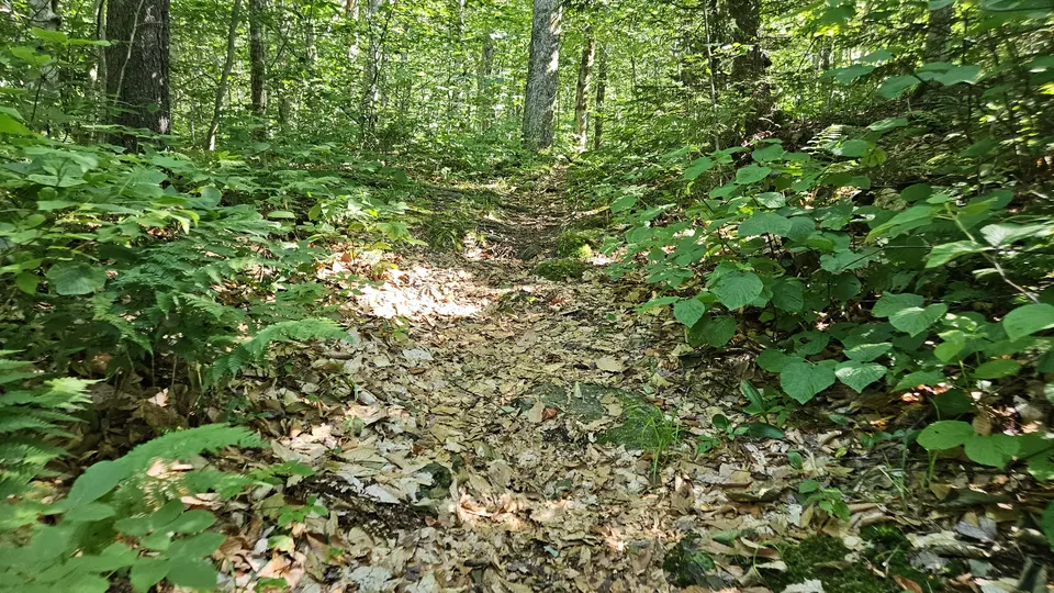 The path, covered in leaves.