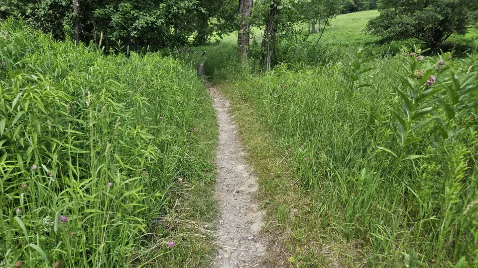 The narrow grass path for the shorter trail loop.