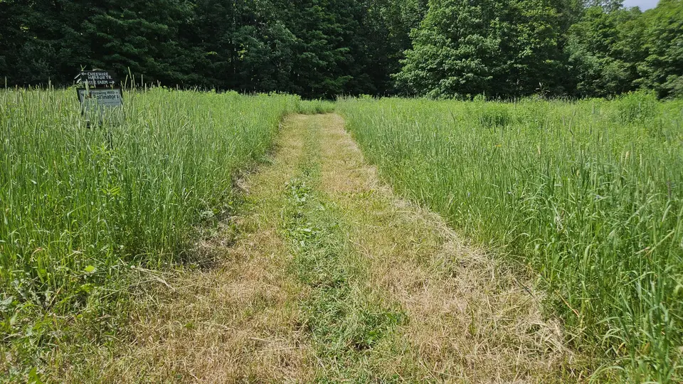 The grass trail that starts the Greylock summit.