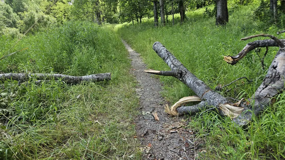 One of the fallen trees on the path.