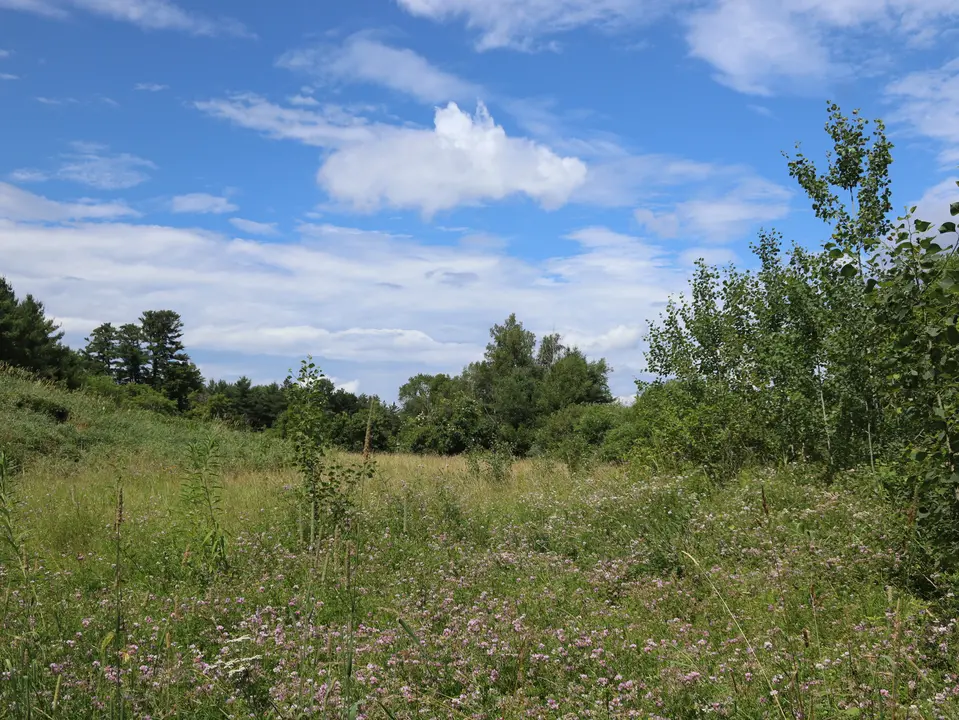 Wildflowers bloom throughout the wilderness of the Chestnut Preserve.