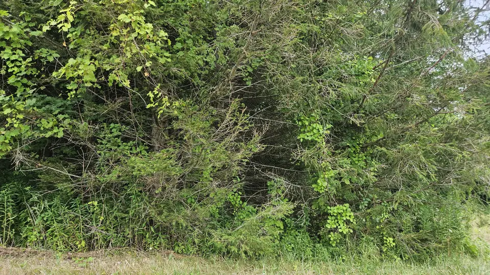 The trailhead, overgrown by trees and tall grass.