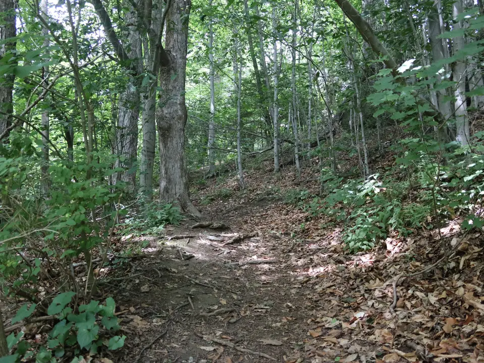 An uphill section of a trail in Ferncliff Reservation.