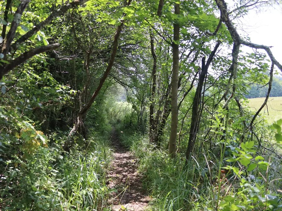 Diane's Trail runs through a narrow canopy of trees.
