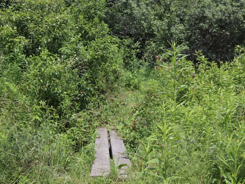 Bog Planks run over a hole in Diane's Trail.