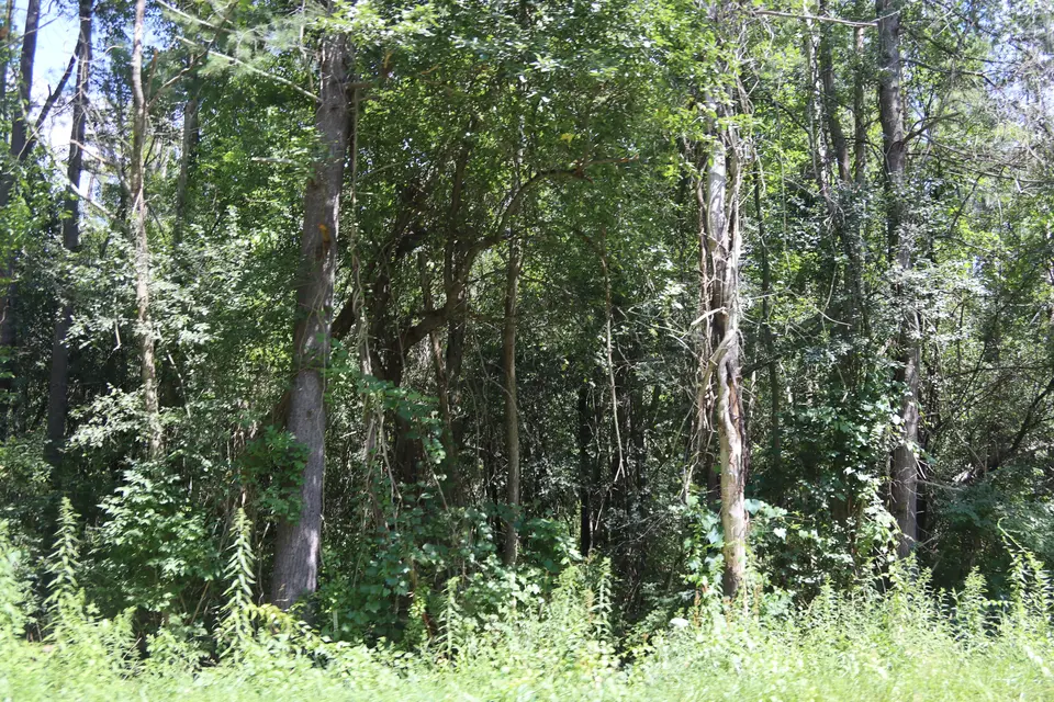 Dunn Park Wilderness.