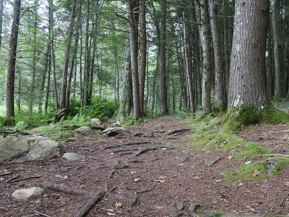 A rooted section of the Three Mile Hill trail, near Fountain Pond.