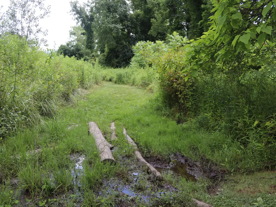 Wooden logs over a marshy section of the CHC trail.