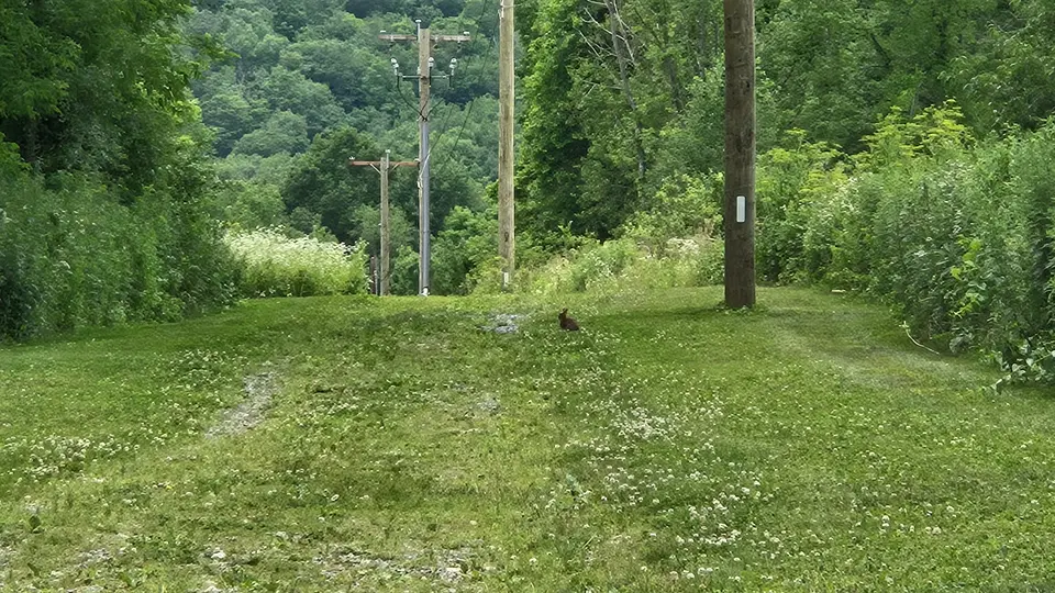 A rabbit on the trail.