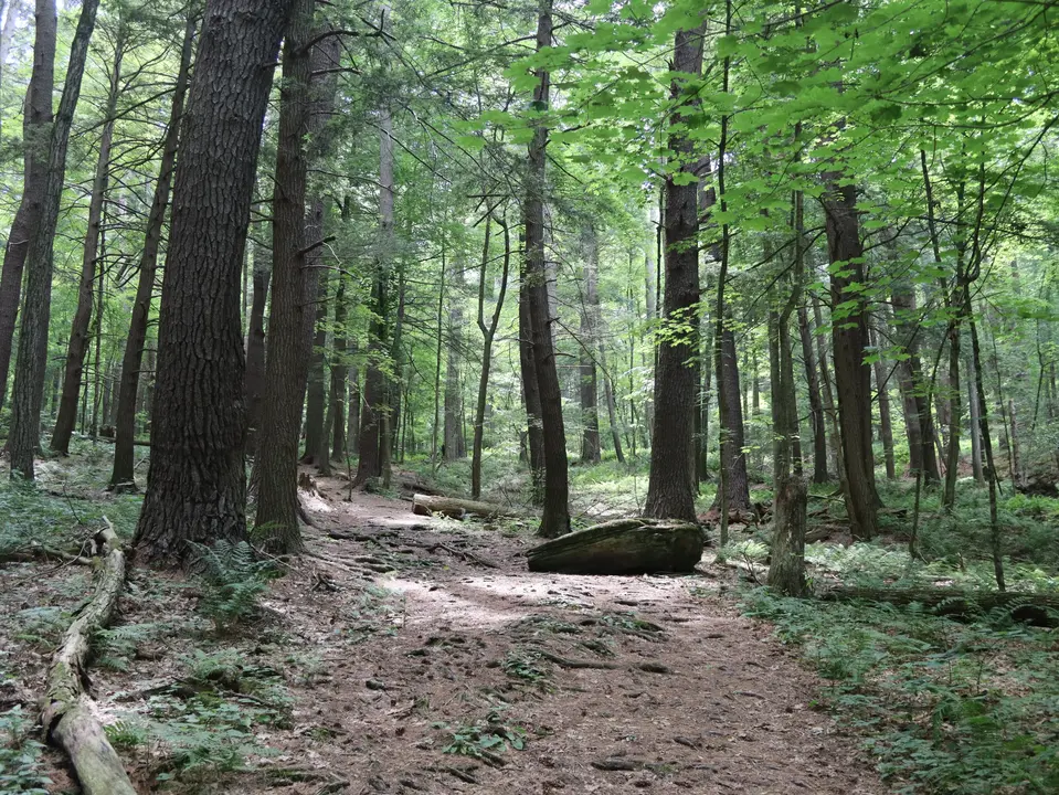 A rooted section of the Ice Glen trail.