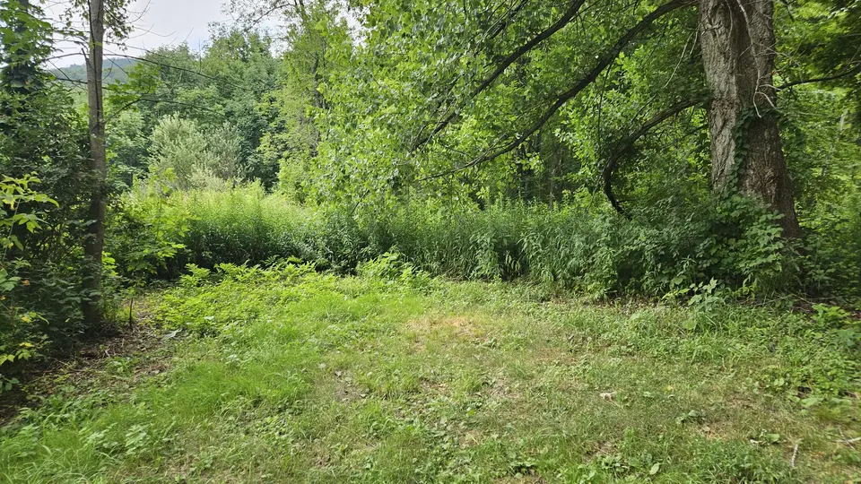 Tall grass in the WMA.