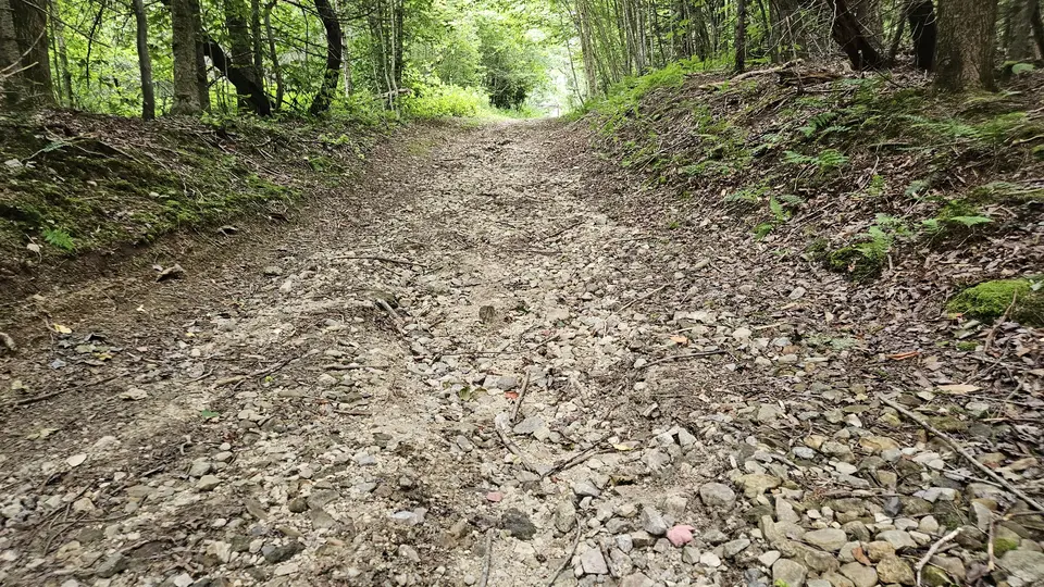 Loose rocks and sticks on the sloped path down to Burnett Pond.