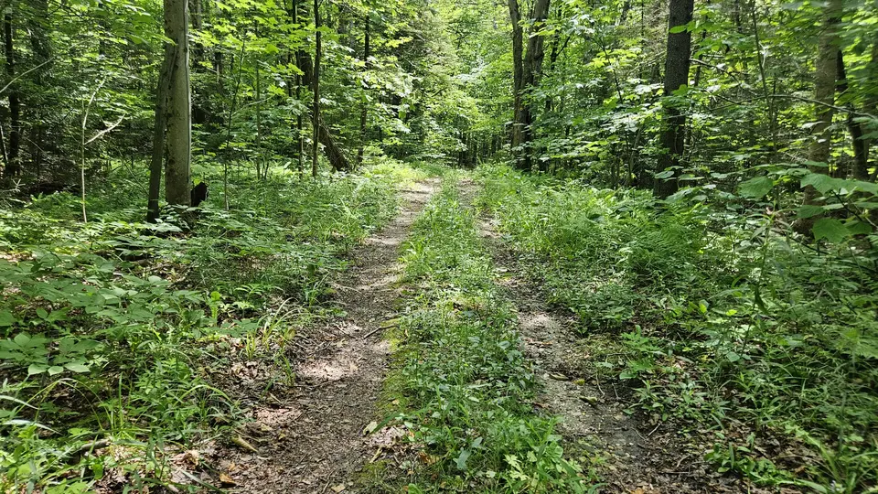 The trail going through the woods