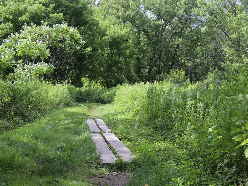 Bog planks traverse a marshy section of the Housatonic Flats trail.