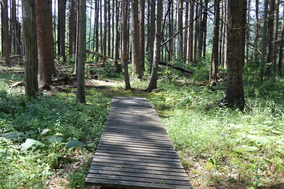 A wooden boardwalk traverses a marshy section near the start of the trail, in the pine forest section.