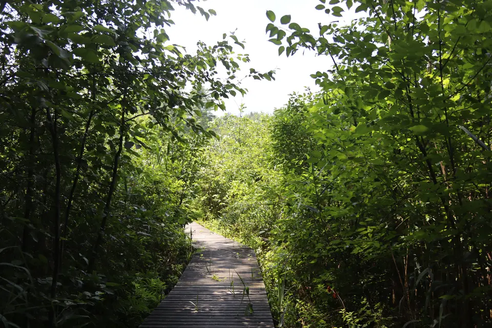 Jackson Pond Boardwalk.