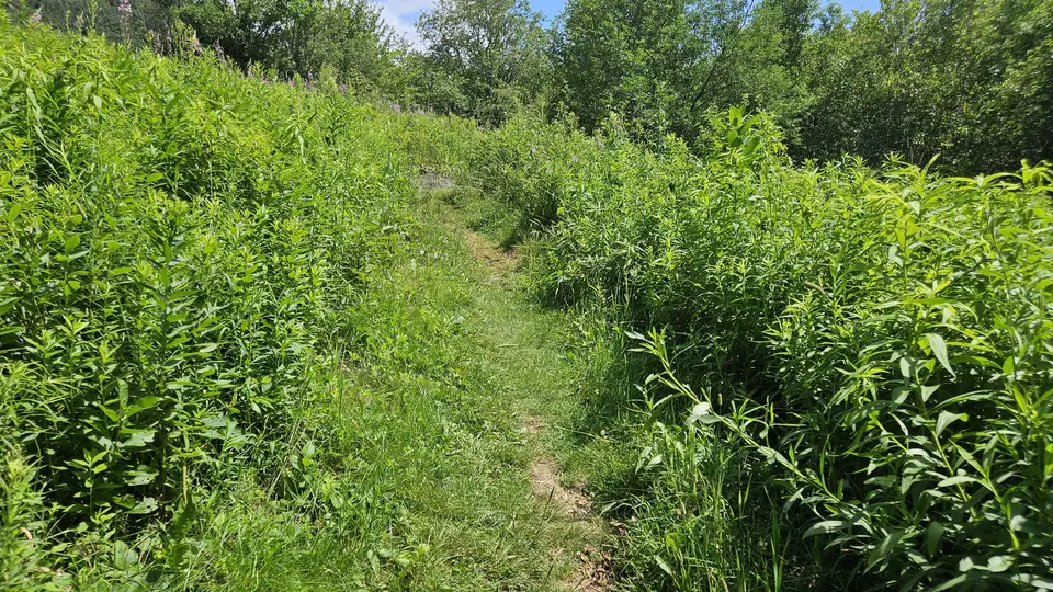The narrow section of the meadow trails.