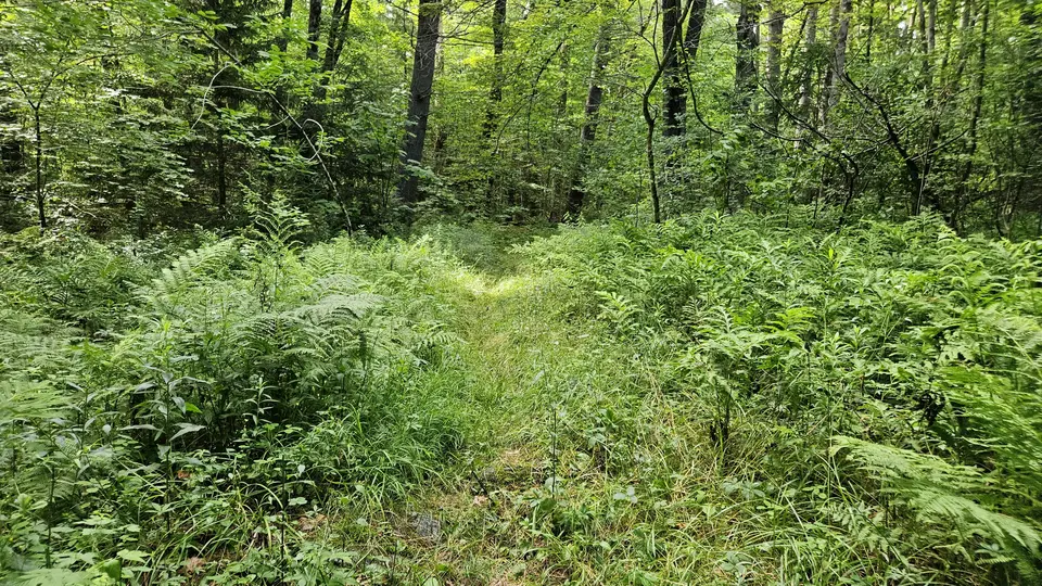 The trail, covered in ferns and tall grass.