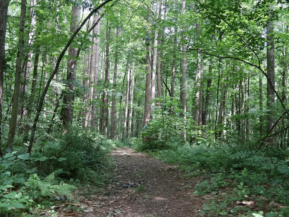 A hiking trail on Longcope Property.