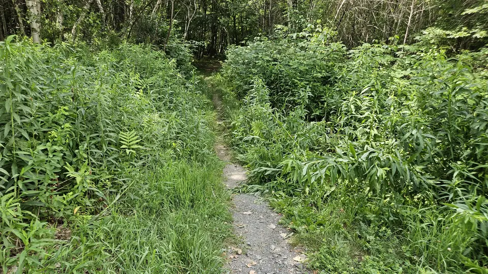 A narrow section of the trail.