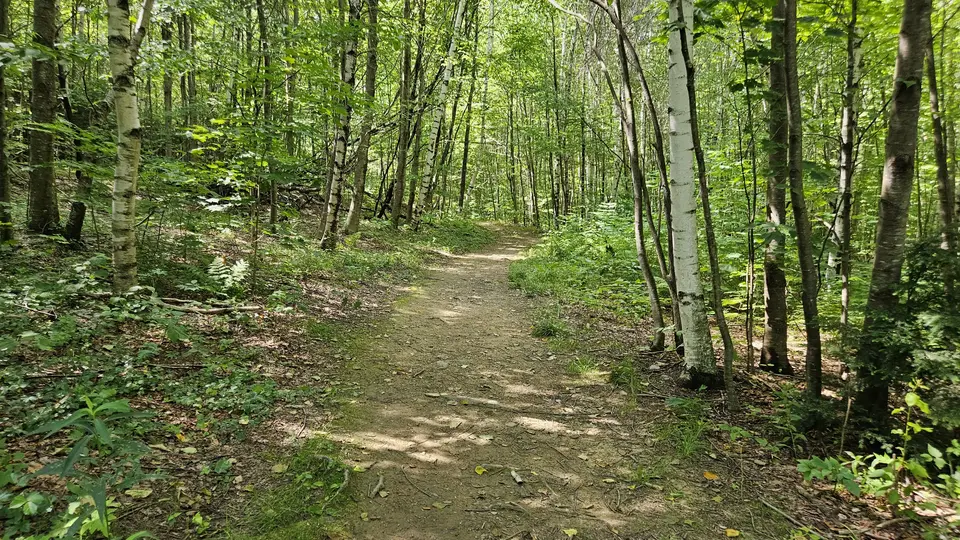 A wider section of the trail, with stones and loose sticks.